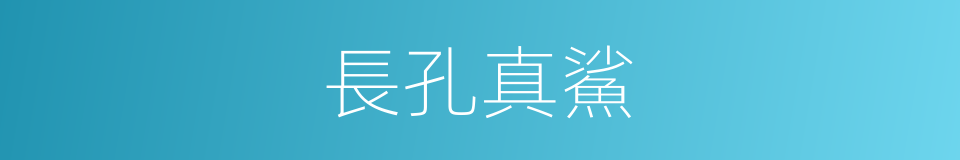 長孔真鯊的同義詞