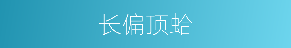长偏顶蛤的同义词