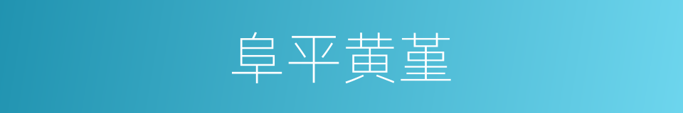 阜平黄堇的同义词
