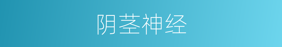 阴茎神经的同义词