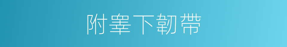 附睾下韌帶的同義詞