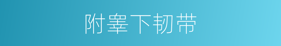 附睾下韧带的同义词