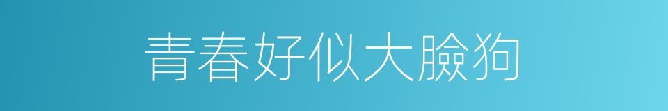 青春好似大臉狗的同義詞