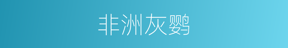 非洲灰鹦的意思