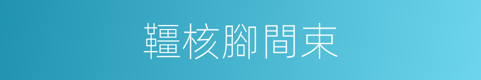 韁核腳間束的同義詞