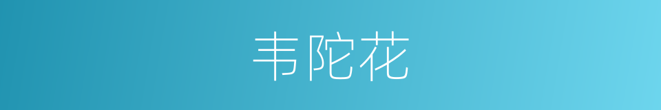 韦陀花的同义词