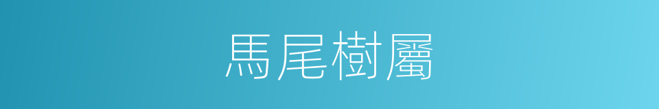 馬尾樹屬的同義詞