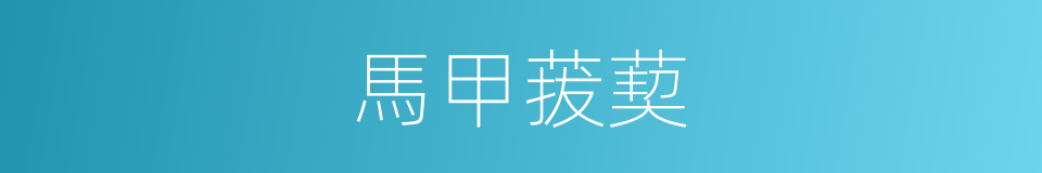 馬甲菝葜的同義詞