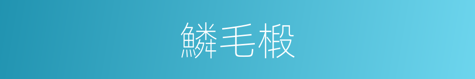 鱗毛椴的同義詞