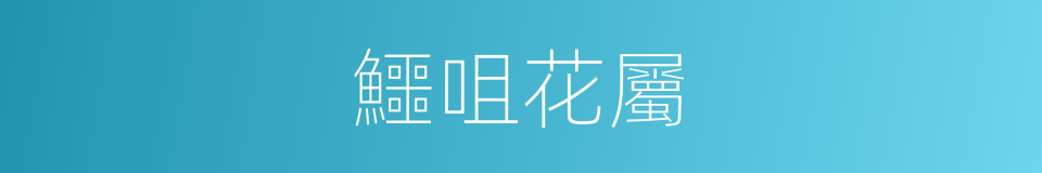 鱷咀花屬的同義詞