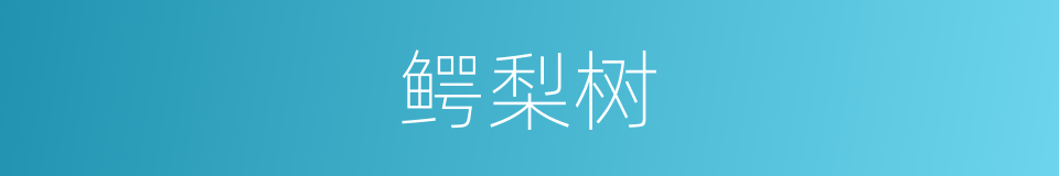 鳄梨树的同义词