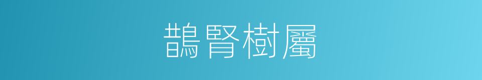 鵲腎樹屬的同義詞