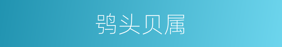 鸮头贝属的同义词