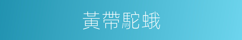 黃帶駝蛾的同義詞