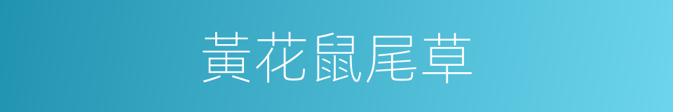 黃花鼠尾草的同義詞
