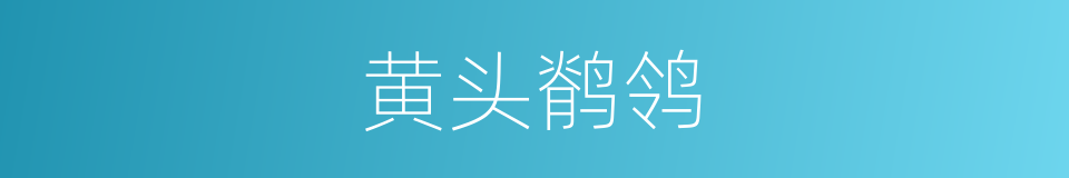 黄头鹡鸰的同义词