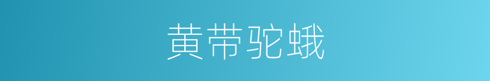 黄带驼蛾的同义词