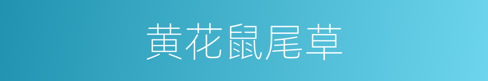 黄花鼠尾草的同义词