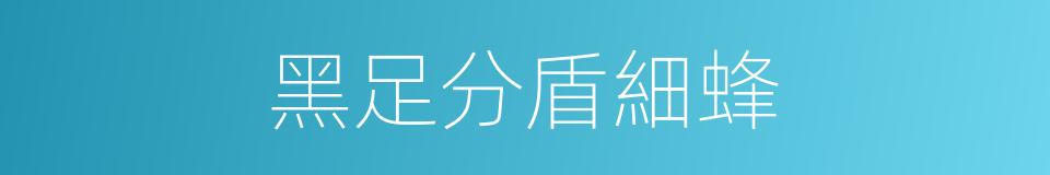 黑足分盾細蜂的同義詞