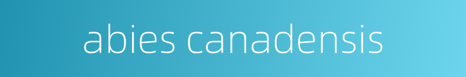 abies canadensis的同义词