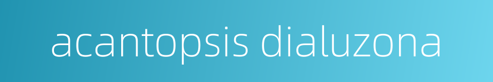 acantopsis dialuzona的同义词