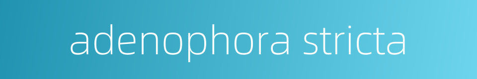 adenophora stricta的同义词