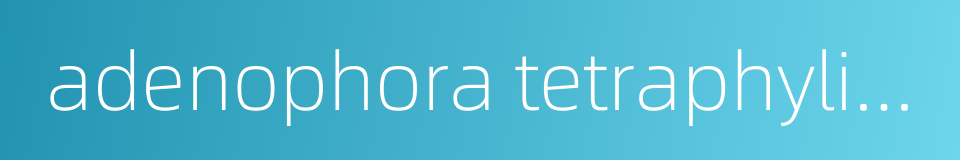 adenophora tetraphylia fisch的同义词