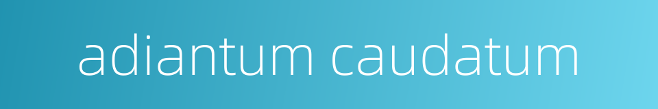 adiantum caudatum的同义词