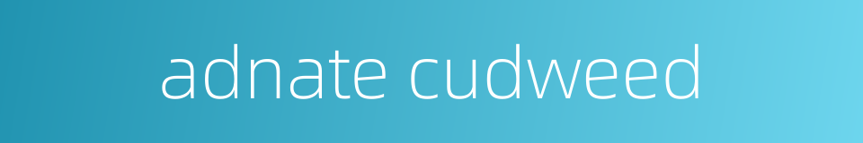 adnate cudweed的同义词
