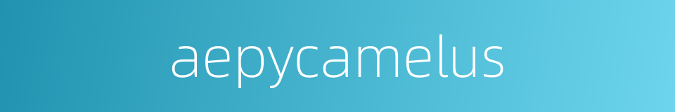 aepycamelus的同义词