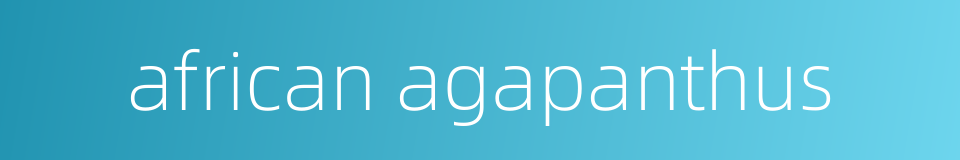 african agapanthus的同义词