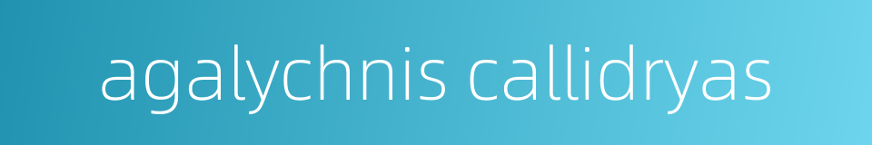 agalychnis callidryas的同义词