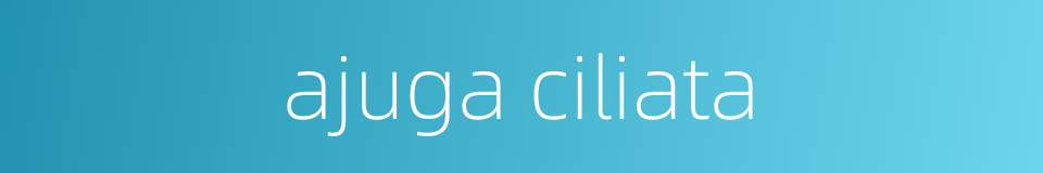 ajuga ciliata的同义词