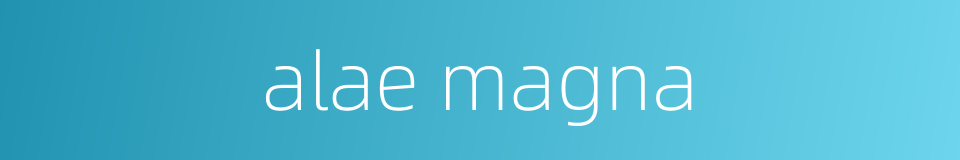 alae magna的同义词