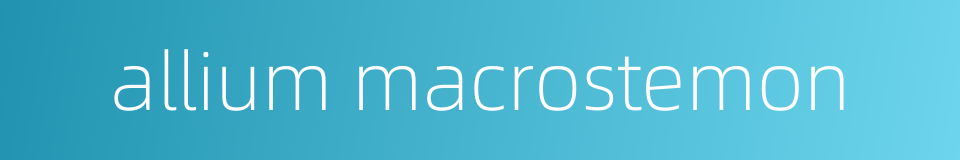 allium macrostemon的同义词