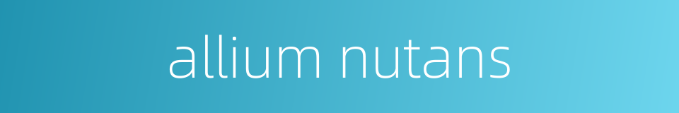 allium nutans的同义词