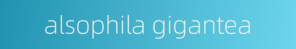 alsophila gigantea的同义词