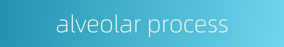 alveolar process的同义词
