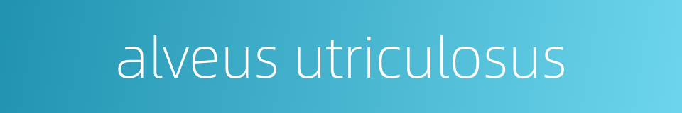 alveus utriculosus的同义词