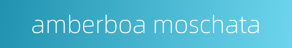 amberboa moschata的同义词