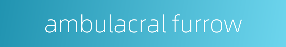 ambulacral furrow的同义词