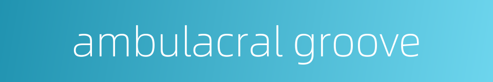 ambulacral groove的同义词