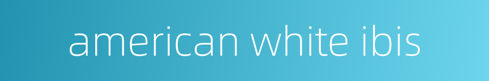 american white ibis的同义词