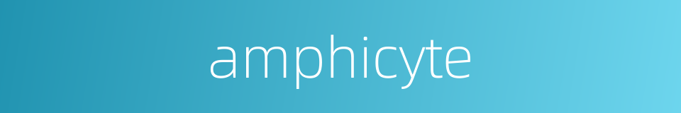 amphicyte的同义词