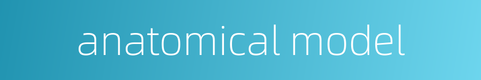 anatomical model的同义词