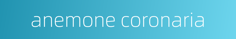 anemone coronaria的同义词