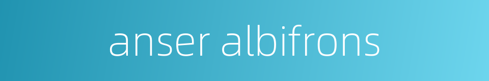 anser albifrons的同义词