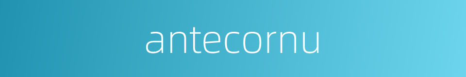 antecornu的同义词