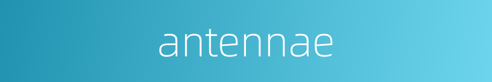 antennae的同义词