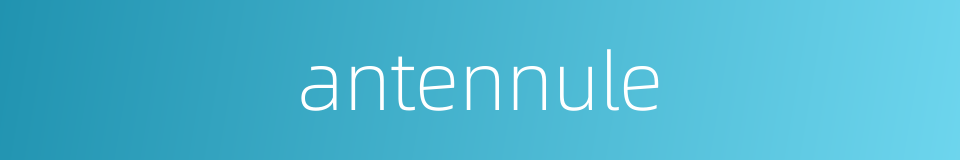 antennule的同义词